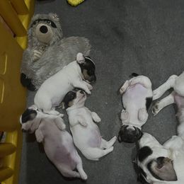 Border Collie and Jack Russell Terrier Puppies from CP FARMS BORDER COLLIES N JACKS CORP