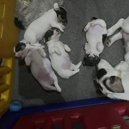 Border Collie and Jack Russell Terrier Puppies from CP FARMS BORDER COLLIES N JACKS CORP