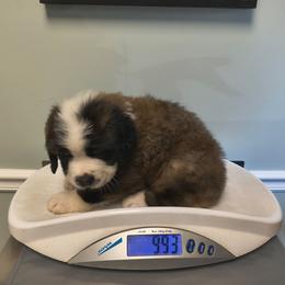 Otis - Brown and white male Saint Bernard puppy in Clover, South Carolina from Sweetest Saints