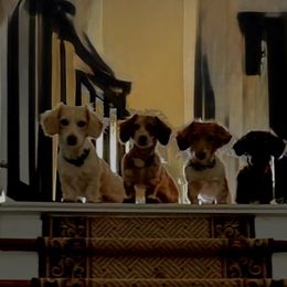 Dachshunds from Castle Hill Doxies