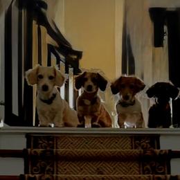 Dachshunds from Castle Hill Doxies