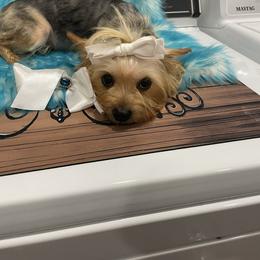 Parmesan - Yorkshire Terrier