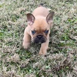 French Bulldog Puppies from Teak’s Texas Frenchie’s