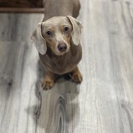 Daisy - Dachshund