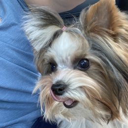 Archie - Yorkshire Terrier