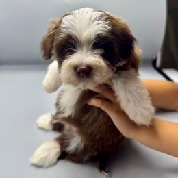 Perry - Chocolate male Havanese puppy in Culver City, California from Havan Sent Havanese