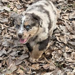 Swirl - Red merle male Australian Shepherd puppy in Macon, Georgia from Shaina’s Shepherds