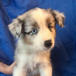 Lucky - Blue merle male Australian Shepherd puppy in Monroe, North Carolina from Meekey Family Aussies