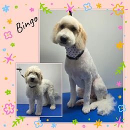 Girl 1 - Parti Goldendoodle puppy in Lexington, North Carolina from Sages Doodles and Poodles of NC