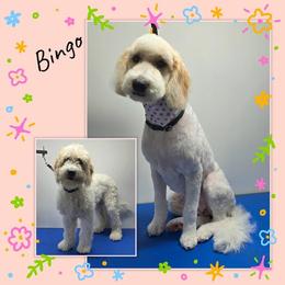 Girl 1 - Parti Goldendoodle puppy in Lexington, North Carolina from Sages Doodles and Poodles of NC