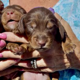 GODIVA (purple) - Chocolate and tan female Dachshund puppy in Vero Beach, Florida from Joseph’s Dachshunds