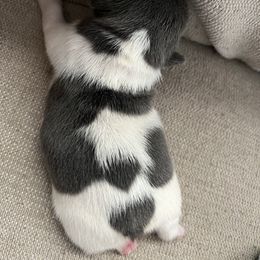 Bernedoodle, French Bulldog, and Goldendoodle Puppies from Ohana Doodles x Frenchies