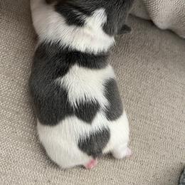 Bernedoodle, French Bulldog, and Goldendoodle Puppies from Ohana Doodles x Frenchies