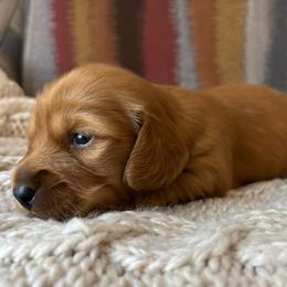 EE Red Female - Red female Dachshund puppy in Mesa, Arizona from Ruby Desert Doxies