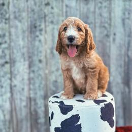 Sunflower (Sunny) - Red male Labradoodle puppy in Elizabeth City, North Carolina from Howdy Doodles