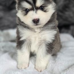 Roman - Gray and white male Pomsky puppy in Mc Callsburg, Iowa from SZ Rolling Acres LLC