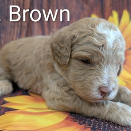 Goldendoodle puppies from Robertson's Retrievers and Doodles