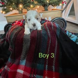 Cockapoo Puppies from 4W’s F2 Cockapoos