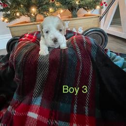 Cockapoo Puppies from 4W’s F2 Cockapoos