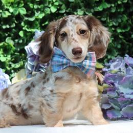 Rowan - Dapple male Dachshund puppy in Woodbine, Georgia from Bowdachs Cream Pies