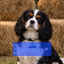 Leerose Pistol Lee - Cavalier King Charles Spaniel