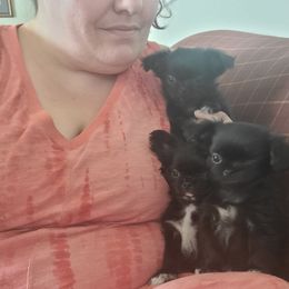 Chihuahua Puppies from Elegant Exotic Chihuahua's