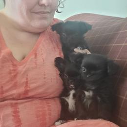 Chihuahua Puppies from Elegant Exotic Chihuahua's