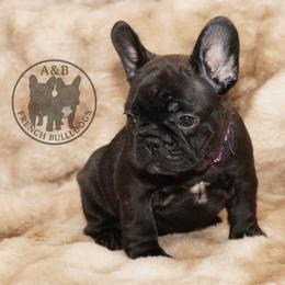 Girl 5 - Brindle female French Bulldog puppy in Schaumburg, Illinois from A & B French Bulldogs