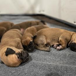 Male 6 - Red male Bloodhound puppy in Paoli, Indiana from Houndsarunning Bloodhounds