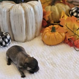 Boy 3 - Cream sable male Pomeranian puppy in Austin, Texas from Heart Of Texas Pom's