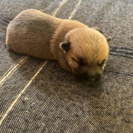 Cairn Terrier Puppies from Shining Waters Farm