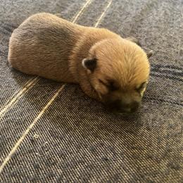 Cairn Terrier Puppies from Shining Waters Farm
