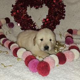 Emmi Boy 6 - Golden male Golden Retriever puppy in Niles, Michigan from Family Raised Goldens