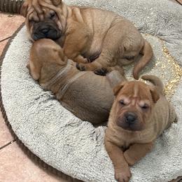Boy 2 - Red fawn male Chinese Shar-Pei puppy in Fairfield, Texas from Majesty SharPei