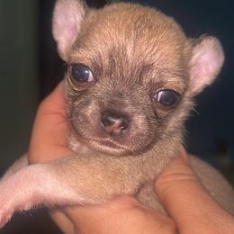 Truffle - Black sabled fawn male Chihuahua puppy in New Castle, Delaware from Sasha’s Elite Kennel LLC