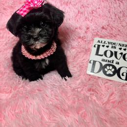 Lulu - Tri-color female Yorkipoo puppy in Apple Valley, California from Boujeepups