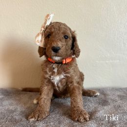 Tiki - Red  female Goldendoodle puppy in Crothersville, Indiana from Wischmeier’s Doodles