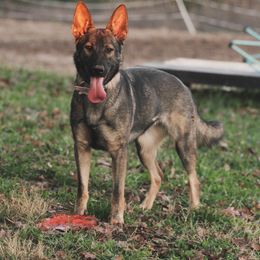 Lana - German Shepherd