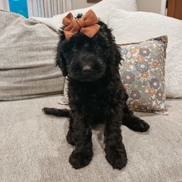 Opal - Black and white female Aussiedoodle puppy in Tryon, North Carolina from Melrose Mountain Farm