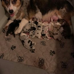 American Corgi Puppies from Mac-Kuz Kennels