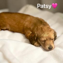 Patsy AKC - Cream female Dachshund puppy in Jena, Louisiana from Amy’s Mini Doxies