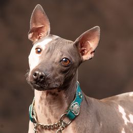 American Hairless Terriers from Strider’s American Hairless Terriers