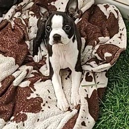 Gracie - Black brindle and white female Boston Terrier puppy in Lupton, Michigan from The Littles