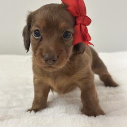 Solara - long hair - Chocolate and tan female Dachshund puppy in Lakeland, Florida from Elite Doxies Florida