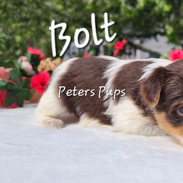 Yorkshire Terrier Puppies from Peters Pups Yorkshire Terriers