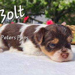 Yorkshire Terrier Puppies from Peters Pups Yorkshire Terriers