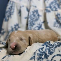 Hermione - Fawn and white female Sheepadoodle puppy in Austin, Texas from Darling Doodles