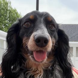 Rowdy - Dachshund