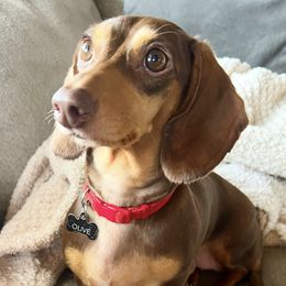 Olive - Dachshund