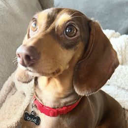 Olive - Dachshund